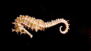 ¿Es cierto el supuesto que en enfermedades como el ALZHEIMER se pierde primero la memoria reciente?