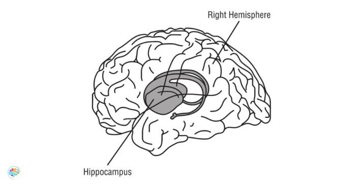 ¿Es cierto el supuesto que en enfermedades como el ALZHEIMER se pierde primero la memoria reciente?